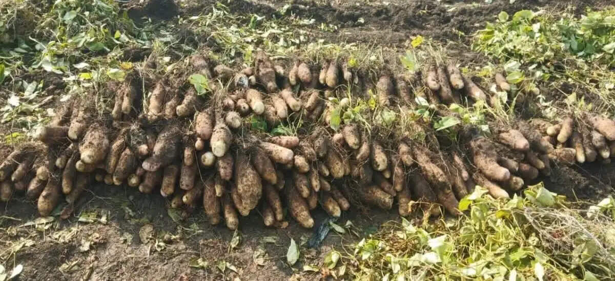 रतलाम: बालम ककड़ी और रतलामी गराडू को मालवी गराडू के नाम से मिला जी.आई. टैग