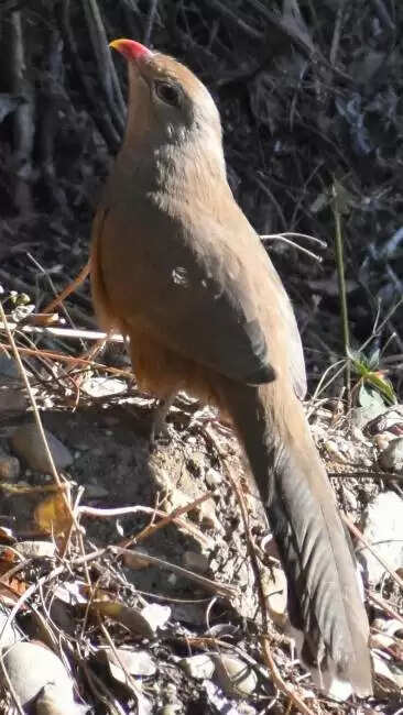 उत्तरकाशी&nbsp;जिले&nbsp;में&nbsp;पहली बार कैमरे&nbsp;में&nbsp;कैद&nbsp;हुआ&nbsp;दुर्लभ पक्षी सिरकीर मालकोहा