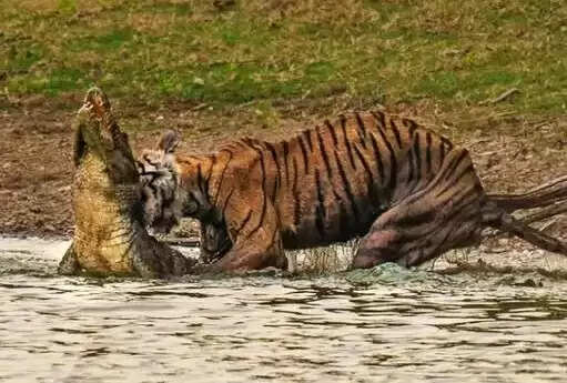 रणथंभौर में प्रसिद्ध बाघिन ‘एरोहेड’ की मौत, ब्रेन ट्यूमर से जूझ रही थी एरोहेड