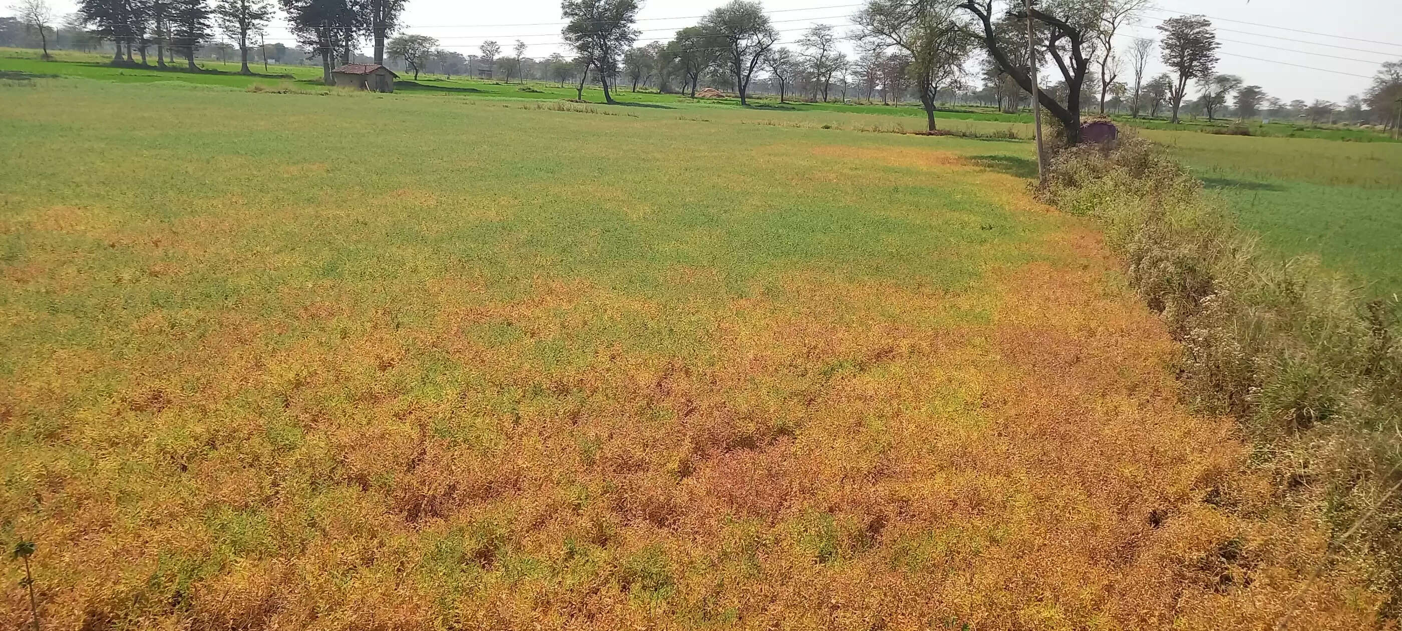 समर्थन मूल्य पर चना बेचने डेढ़ हजार किसानों का पंजीयन