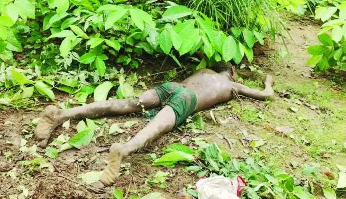 कोरबा : जंगल गए ग्रामीण पर दंतैल का हमला, सूंड से पटककर ली जान