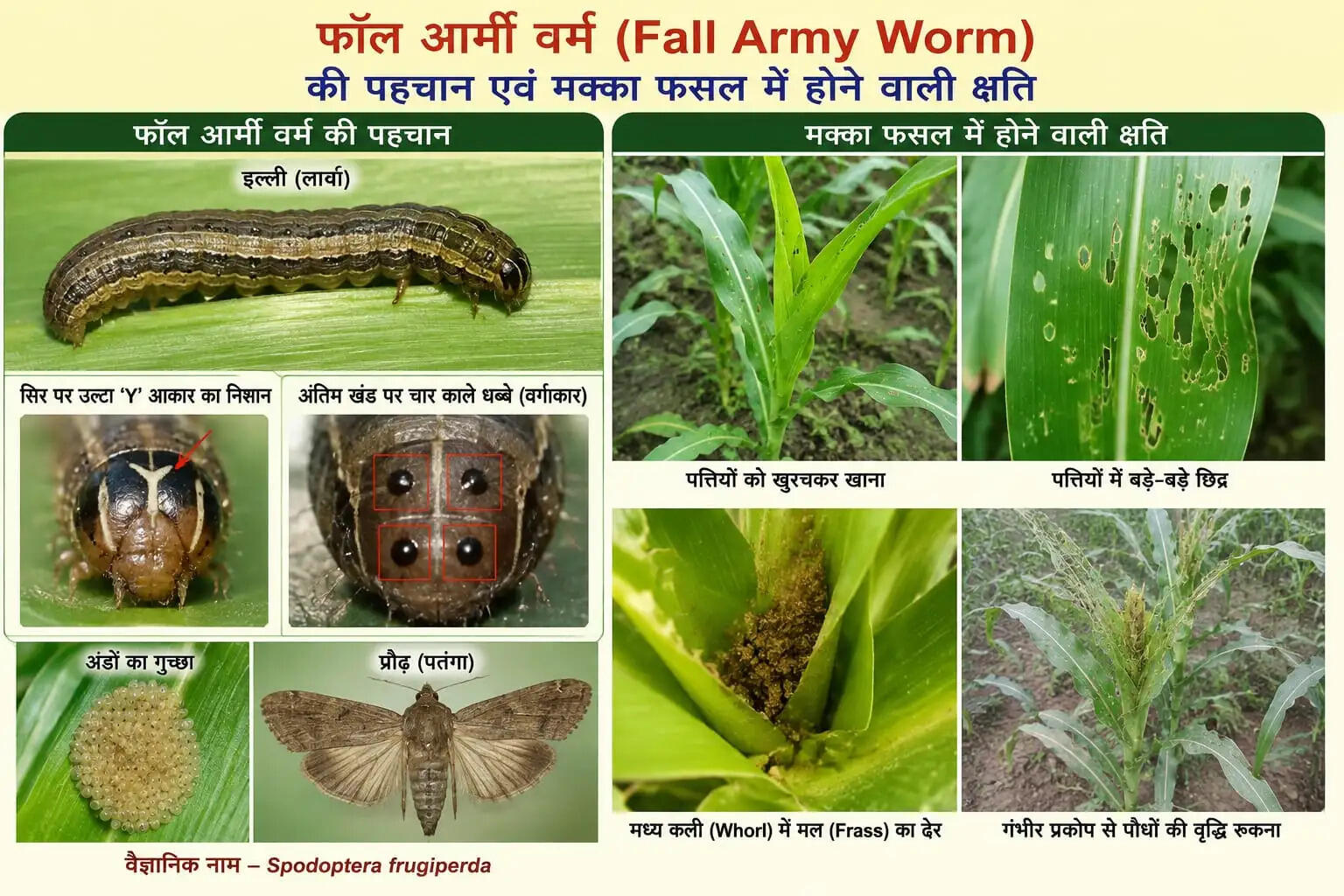 मक्का की फसल पर 'फॉल आर्मी वर्म' कीट का मंडराया खतरा, कृषि विभाग ने किसानों को किया सतर्क