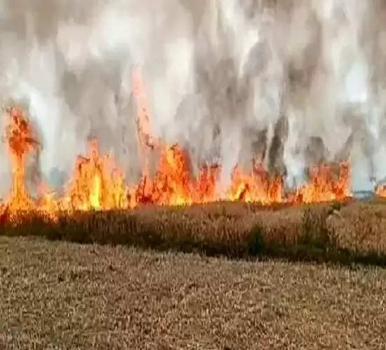 बिजली का तार टूटने से कई बीघा गेंहू की फसल जलकर खाक