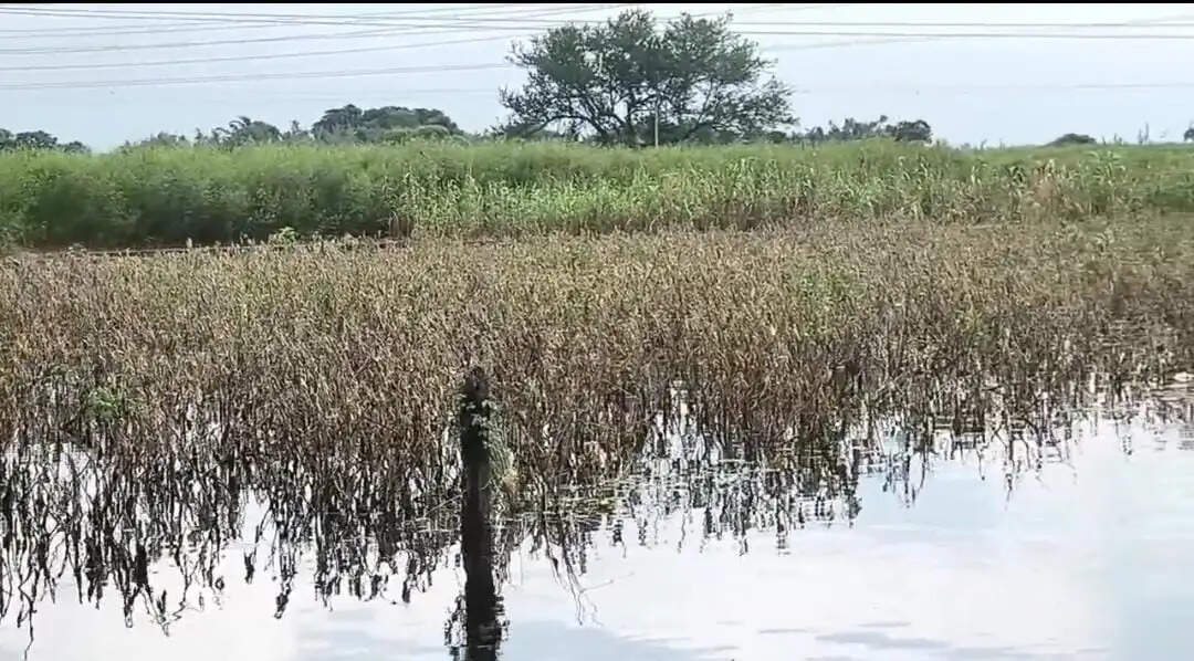 कोसी और गंगा की दोहरी मार: रंगरा के सधुवा और चापर में फसलें तबाह
