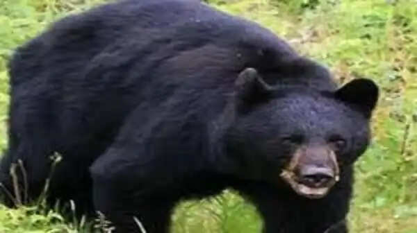 रीवा में भालू ने 10 वर्षीय बच्ची पर&nbsp;किया&nbsp;हमला,&nbsp;आंख&nbsp;और&nbsp;चेहरे&nbsp;पर&nbsp;गंभीर&nbsp;चाेट