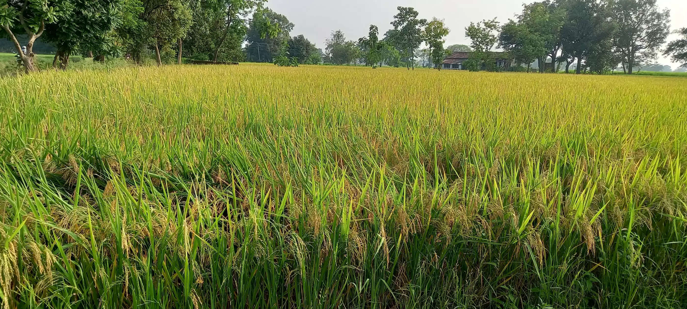 धान फसल को जंगली सुअर पहुंचा रहा नुकसान