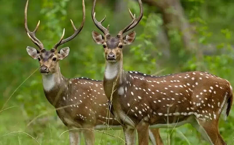 डॉ. भीमराव अंबेडकर के नाम से बना मध्य प्रदेश का 25वाँ अभयारण्य