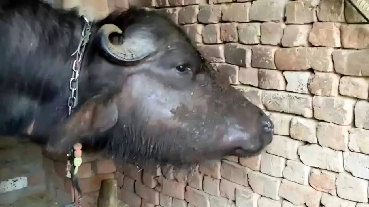 मानसून में बढ़ा गलघोंटू बीमारी का खतरा, पशुपालकों से टीकाकरण कराने अपील
