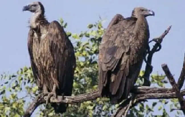 मप्र में राज्य व्यापी गिद्ध गणना शुरू, पहली बार ऑनलाइन ऐप से हो रही गिद्धों की गणना