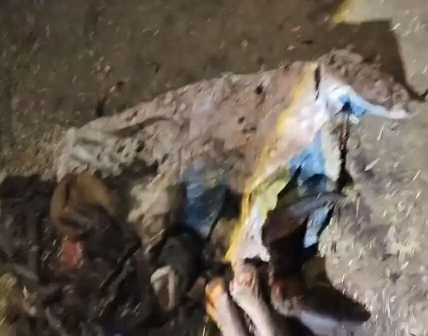 झाबुआ: जिले में फिर हुई गौहत्या की घटना, मामले में एक आरोपित गिरफ्तार