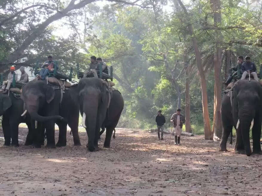 सिवनीः पेंच से रामगढ़ विषधारी भेजी जा रही बाघिन की खोज तेज