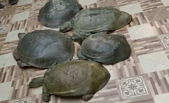 मप्र एसडीएसएफ, आरपीएफ और वन विभाग की बड़ी कार्रवाई, दुर्लभ प्रतिबंधित 311 कछुए जब्त, एक आरोपी गिरफ्तार
