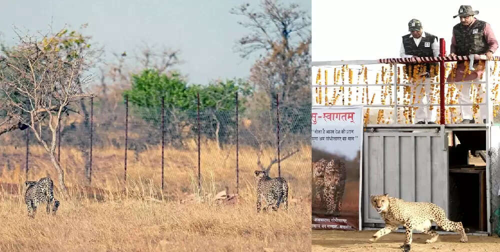 मप्र के मंदसौर का गांधी सागर अभयारण्य बना चीतों का नया आशियाना, मुख्यमंत्री ने छोड़े दो चीते
