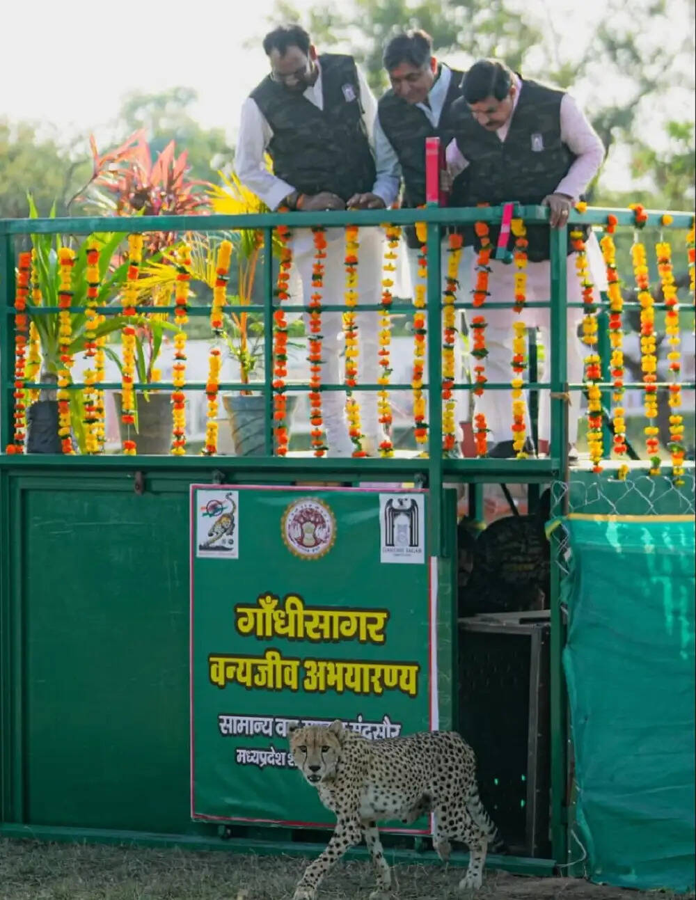 मप्र के मुख्यमंत्री ने गांधी सागर अभयारण्य में छोड़ी मादा चीता, राधा अष्टमी पर नाम दिया राधा