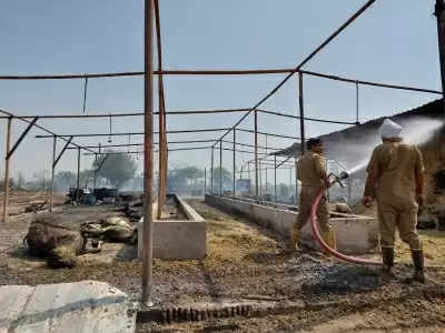 दिल्ली गौशाला में लगी आग, दर्जन भर गाय जिंदा जलीं