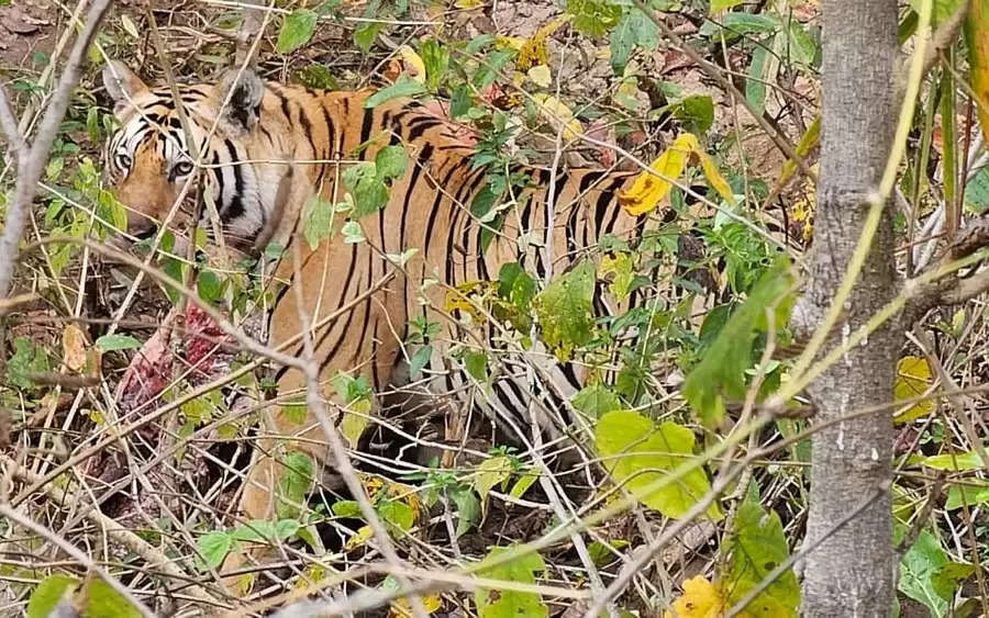 झारखंड के पलामू टाइगर रिजर्व में लंबे अरसे बाद दिखा बाघ, हाई अलर्ट जारी