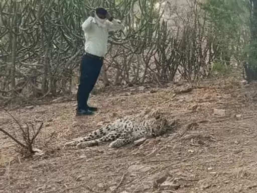 दो लेपर्ड के झगड़े में तीन साल की मादा लेपर्ड ने गंवाई जान