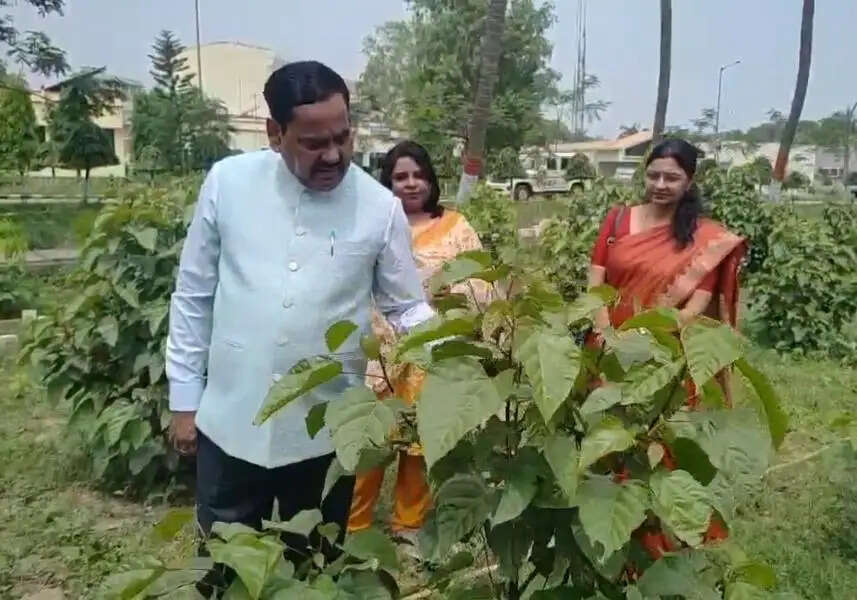 बिहार कृषि विश्वविद्यालय सबौर में सिंदूर की खेती शुरू