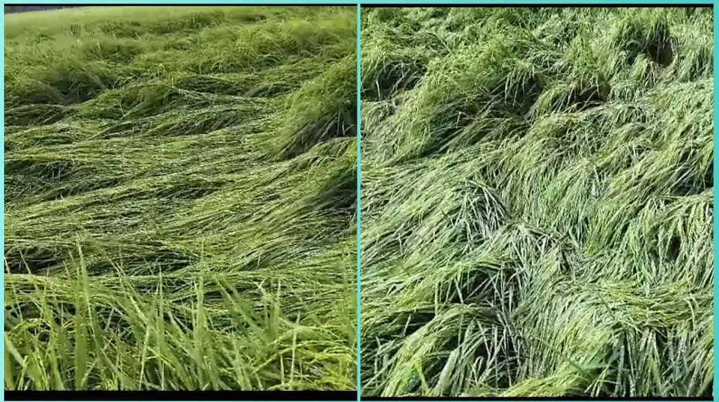 दो दिन से लगातार हो रही बारिश से किसानों के चेहरे मुरझाए