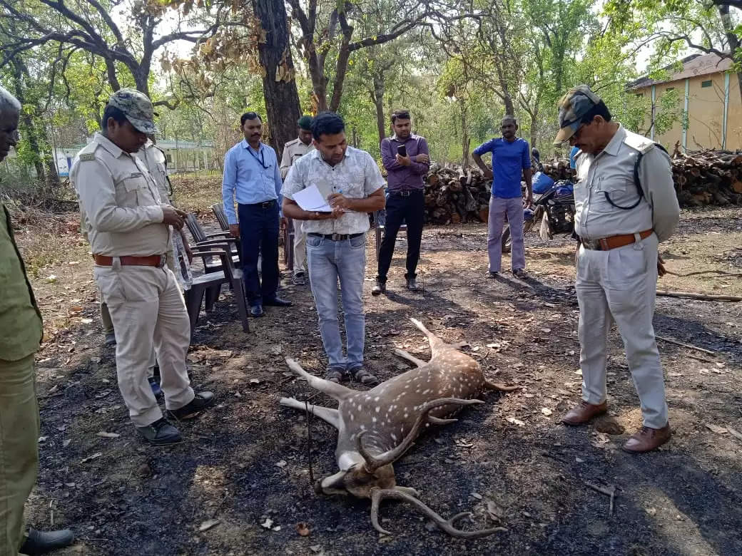 अनूपपुर: कुत्तों के हमले से घायल चीतल की मौत, अधिकारियों की उपस्थिति में किया गया अंतिम संस्कार