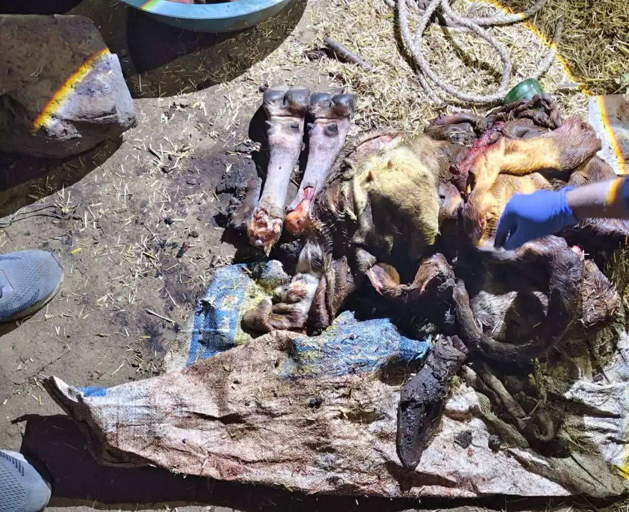 झाबुआ: जिले में फिर हुई गौहत्या की घटना, मामले में एक आरोपित गिरफ्तार