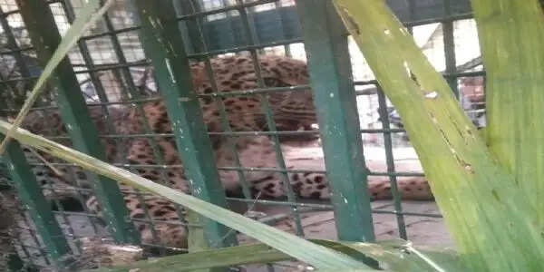 मुरादाबाद जनपद में 48 घंटे में तीसरा तेंदुआ पिंजरे में कैद