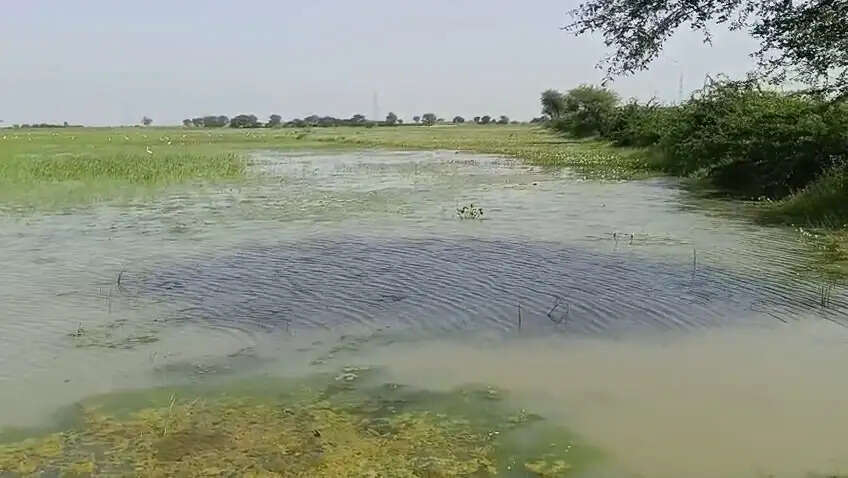नूंह: तीन साल से जलभराव की मार झेल रहे निजामपुर-मरोड़ा-मालब के किसान