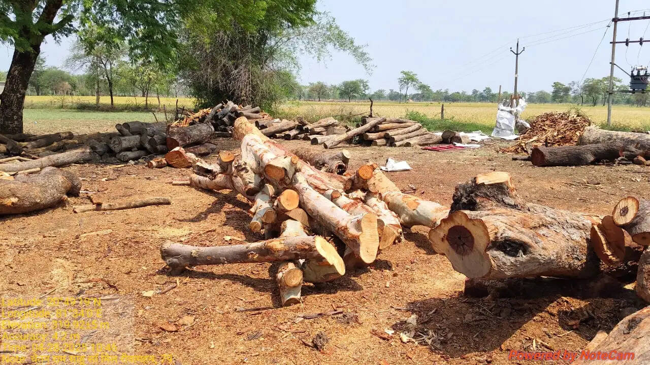 धमतरी में उड़नदस्ता ने जब्त किया 36 नग अर्जुन व साजा प्रजाति की लकड़ियां