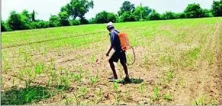 उमस और कम बारिश से बढ़ी किसानों की चिंता, धान-मक्का की फसल पर संकट के बादल