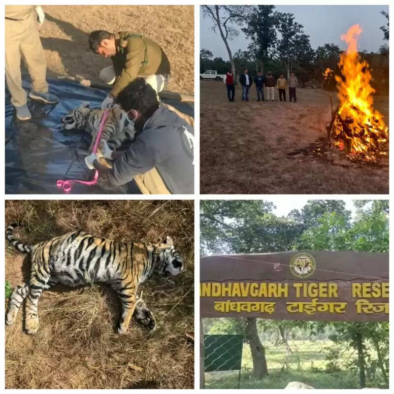 उमरियाः बांधवगढ़ टाइगर रिज़र्व क्षेत्र में फिर एक मादा बाघ शावक की संदिग्ध मौत