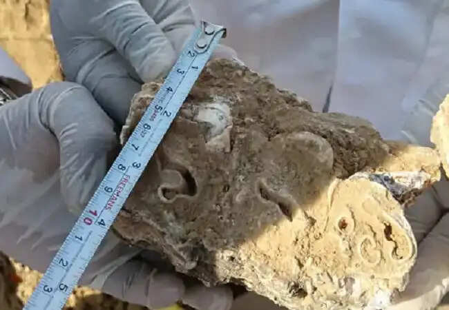 मप्र के सीधी जिले में 2.5 लाख साल पुराने हाथी के जीवाश्म मिलने का दावा