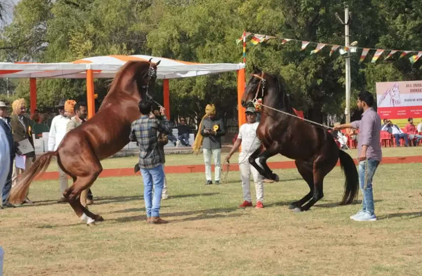 मारवाड़ हॉर्स शो 3 फरवरी से, देश के विभिन्न प्रांतों के अश्व होंगे शरीक