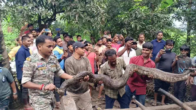 कापसी में घंटों की मशक्कत के बाद विशालकाय अजगर को पकड़कर जंगल में छाेड़ा
