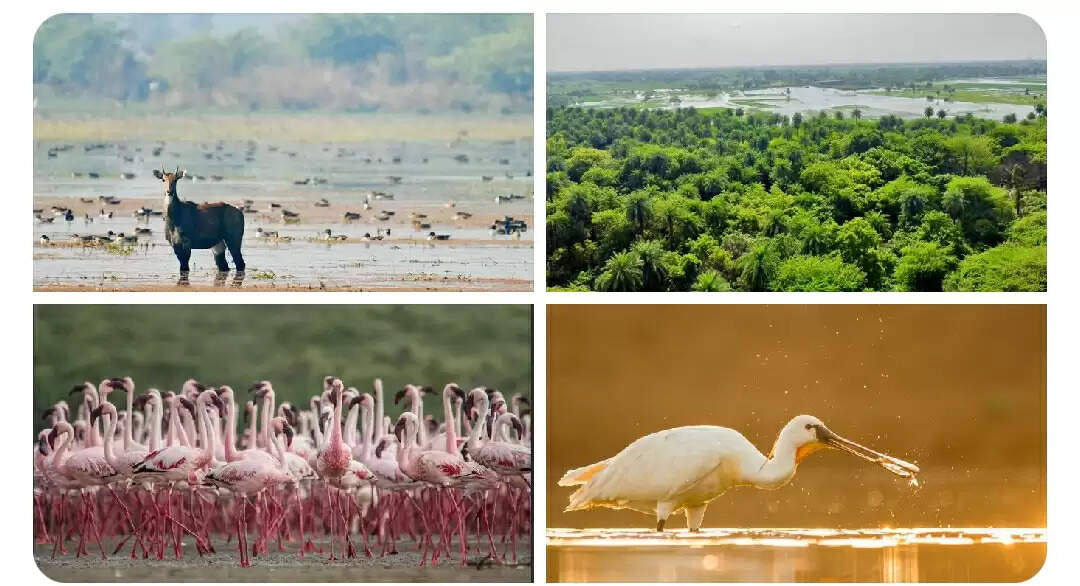 पटना पक्षी अभयारण्य और कच्छ का छारी-ढांड रामसर की सूची में शामिल