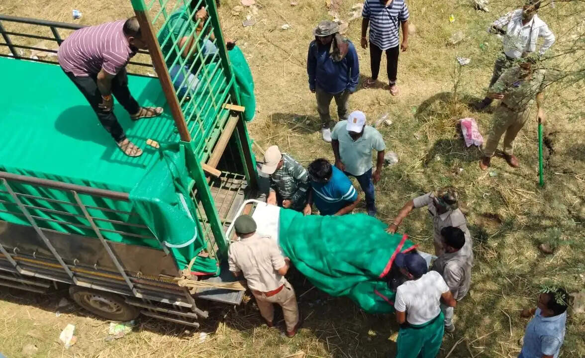 रिहायशी क्षेत्र में पहुंचा भालू, रेस्क्यू कर पकड़ा गया