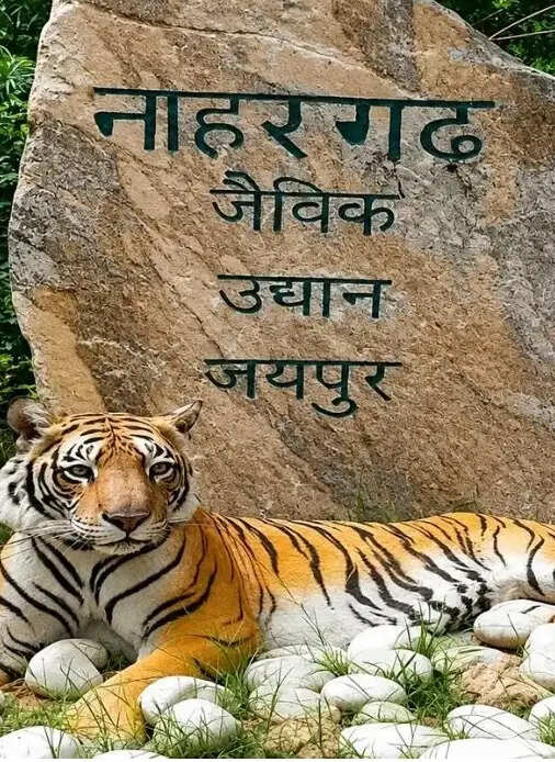 नाहरगढ़ बायोलॉजिकल पार्क में बाघ के हमले के बाद तीन अधिकारी एपीओ