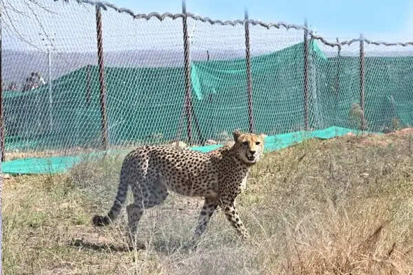 कूनो में गोली के छर्रों से चीते की मौत की जांच के लिए केंद्र ने भेजी उच्चस्तरीय टीम