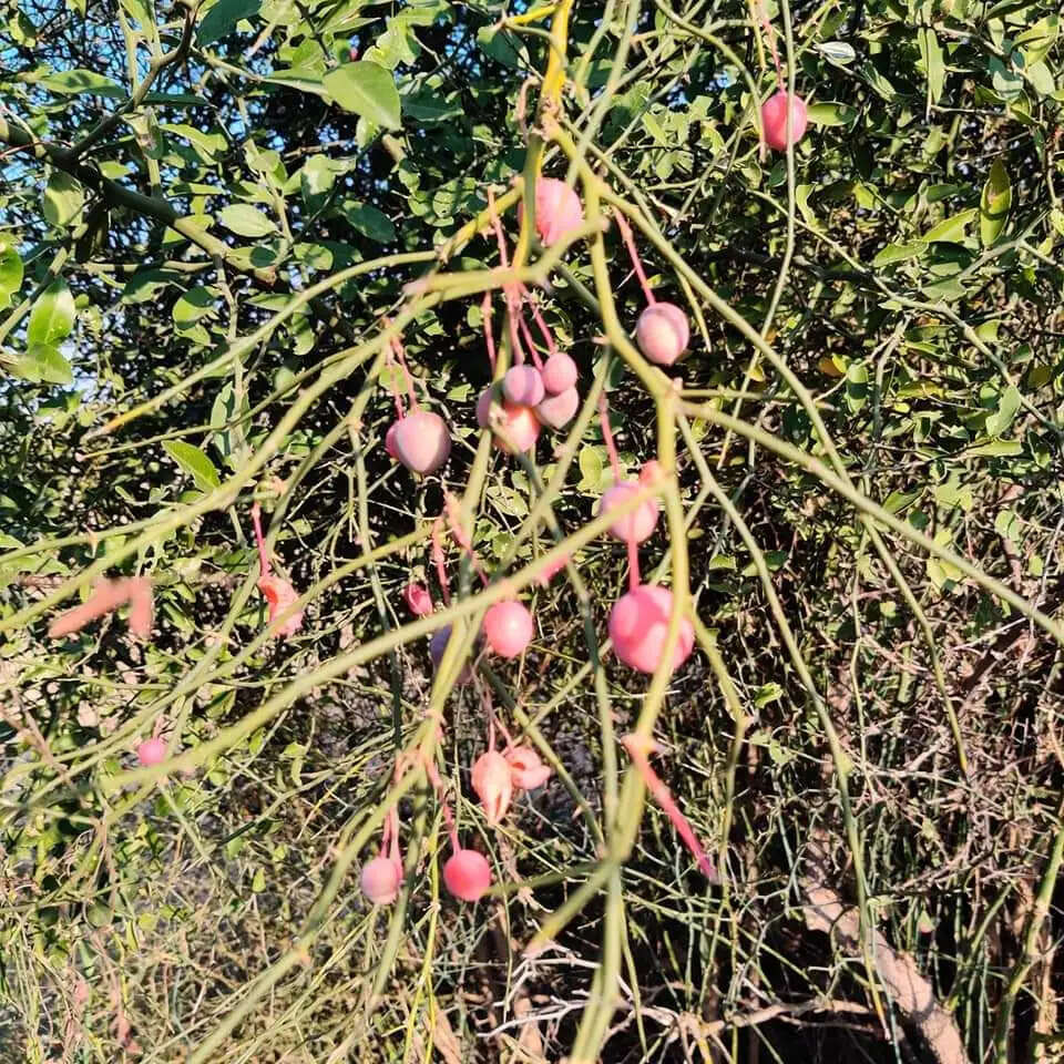 मुरैना: करील और पीलू गरीबों की आजीविका के स्त्रोत
