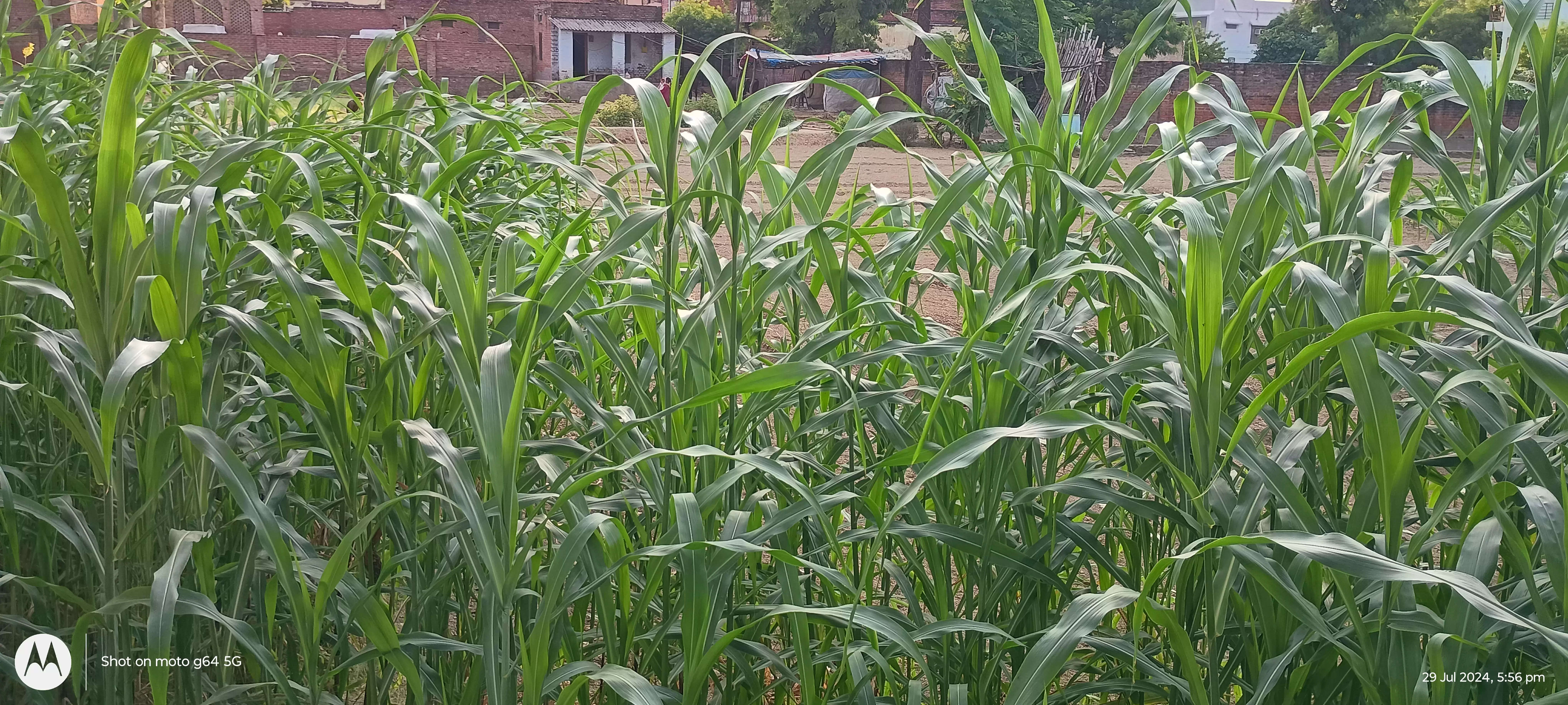 पूरे परिवार पर गिरी आकाशीय बिजली, एक की मौत