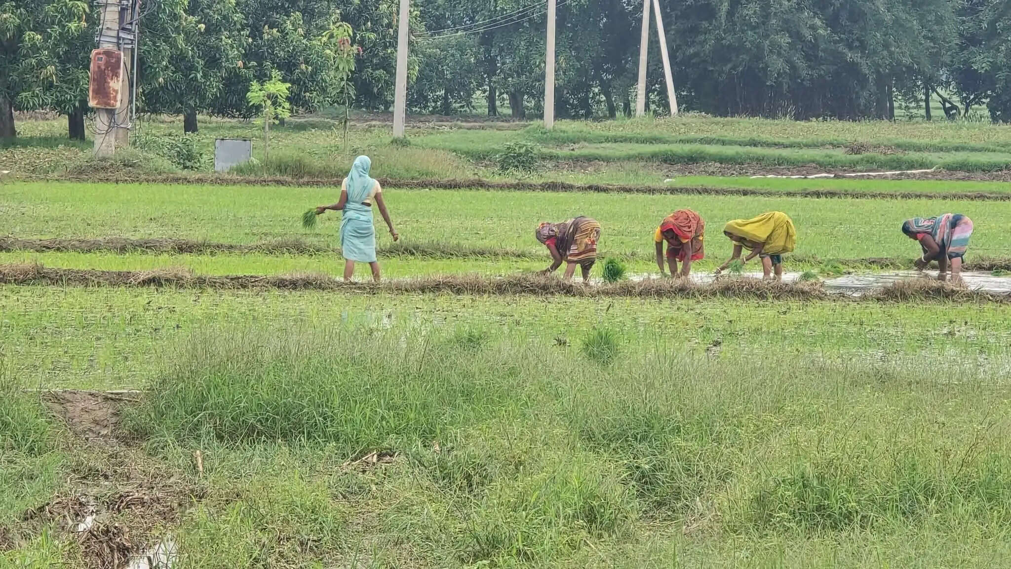 बारिश से किसानों की उम्मीदें जगीं, बिचड़ा डालने की तैयारी में जुटे किसान