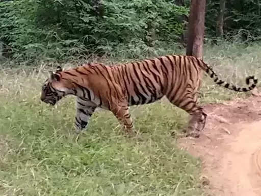 बाघिन सुल्ताना लंगड़ाती आई नजर, वन विभाग की टीम ने किया उपचार