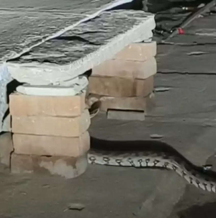 विंध्याचल में आठ फीट का अजगर दिखने से हड़कंप, रात में निकलता है शिकार पर