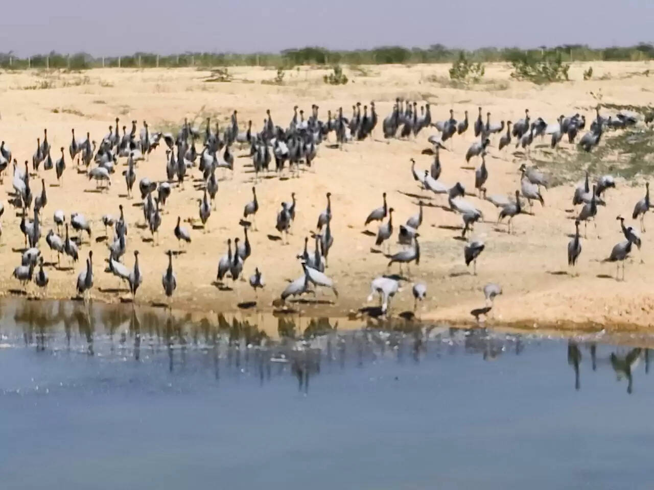 दुनिया में एक अलग पहचान बनाई खीचन गांव ने, सात समंदर पार कर हजारों की संख्या में कुरजां पहुंची