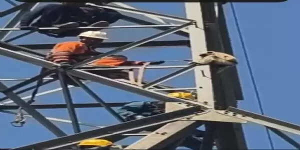 765 केवीए पोल पर फंसा लंगूर, वन विभाग व एनडीआरएफ की टीम ने सुरक्षित उतारा