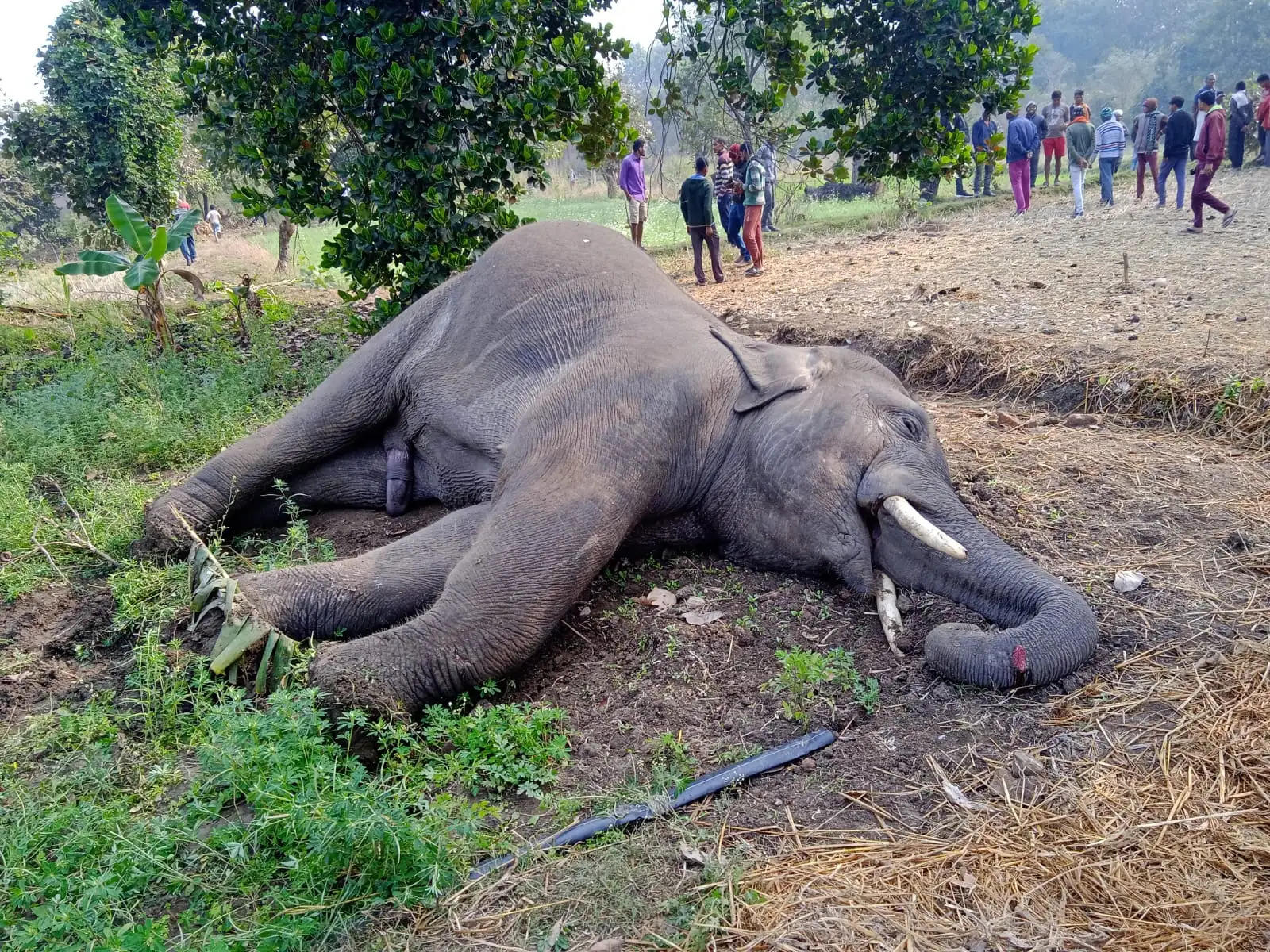 अनूपपुर: किसान के खेत में करंट लगने से हाथी की मौत, मौके पर वन विभाग की टीम जुटी जांच में