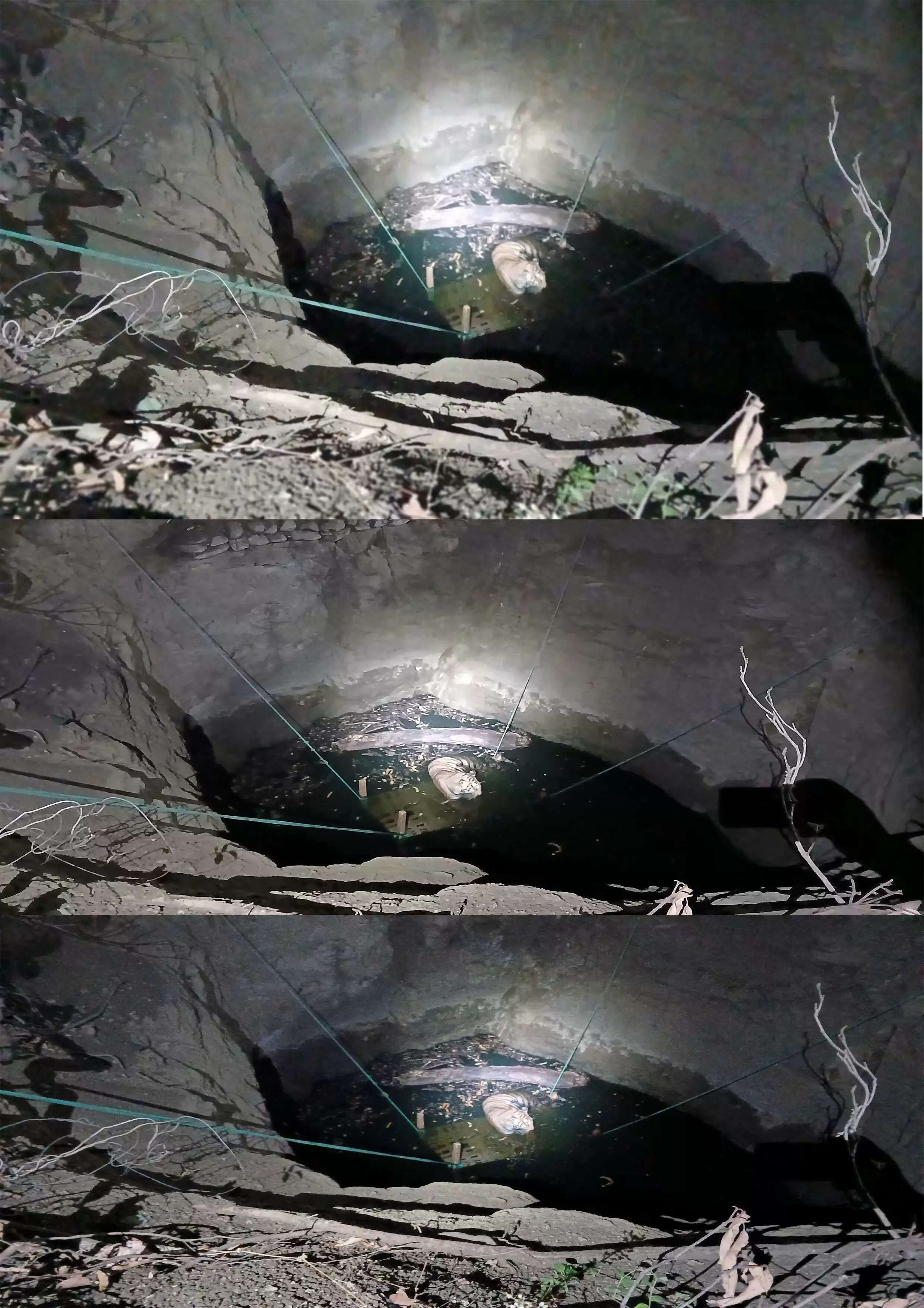 सिवनीः कुएं में गिरा बाघ , रेस्क्यू जारी