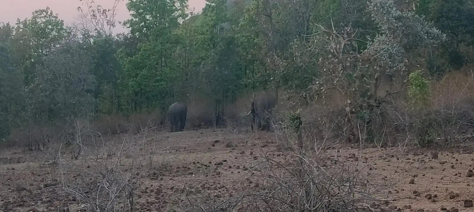 अनूपपुर: तीन हाथियों का समूह 96 दिन से जिले में घूम रहा, घरों में तोडफोड़ कर फसलों को पहुंचा रहे नुकसान