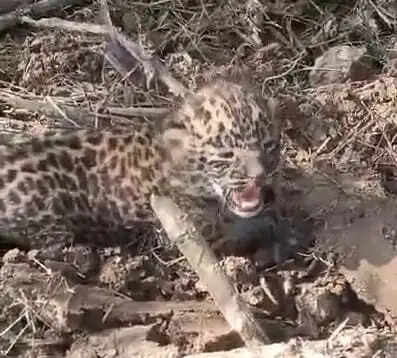 गन्ने के खेत मिले तेंदुए के छह दिन के शावक काे इलाज के लिए इटावा लायन सफारी भेजा गया