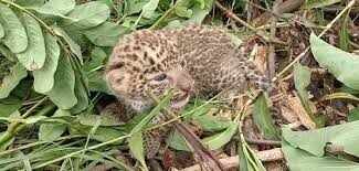 कुएं में गिरा तेंदुए का बच्चा, वन विभाग की टीम ने किया रेस्क्यू