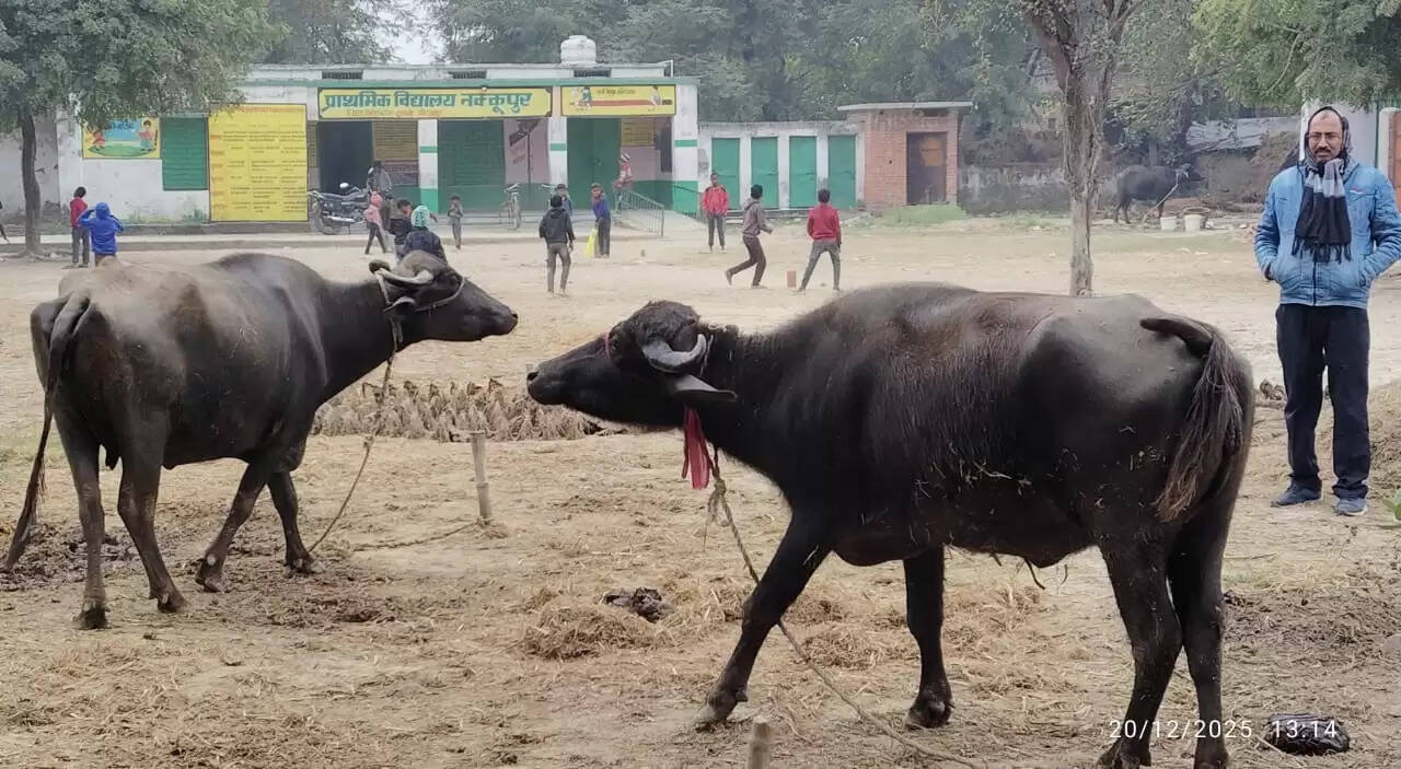 पाठशाला या पशुशाला? माॅडल गांव के स्कूल में मवेशियों का डेरा